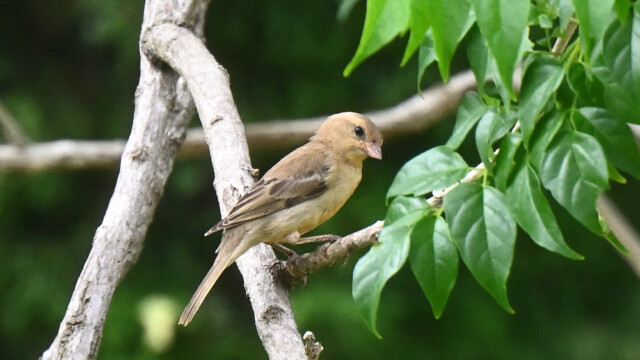 Plain-backed sparrow / Thailand  – Passer flaveolus © Trausti Baldursson Plain-backed sparrow / Thailand – Passer flaveolus © Trausti Baldursson