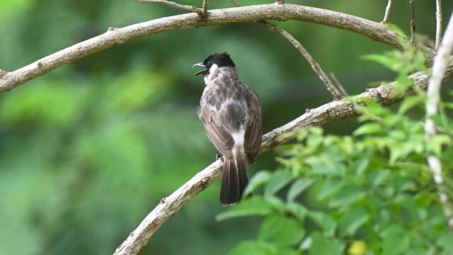 Sooty-headed bulbul / Thailand  – Pycnonotus aurigaster © Trausti Baldursson Sooty-headed bulbul / Thailand – Pycnonotus aurigaster © Trausti Baldursson