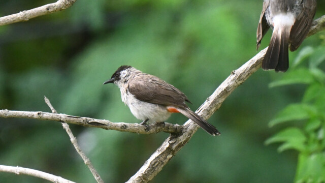 Sooty-headed bulbul / Thailand – Pycnonotus aurigaster © Trausti Baldursson Sooty-headed bulbul / Thailand – Pycnonotus aurigaster © Trausti Baldursson