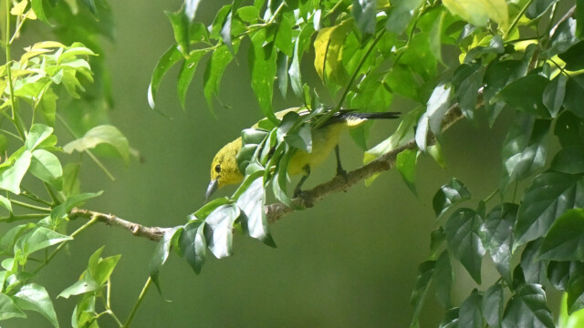 Common iora / Thailand – Aegithina tiphia © Trausti Baldursson Common iora / Thailand – Aegithina tiphia © Trausti Baldursson