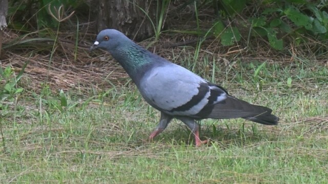 Rock pigeon / Thailand – Columba livia © Trausti Baldursson Rock pigeon / Thailand – Columba livia © Trausti Baldursson