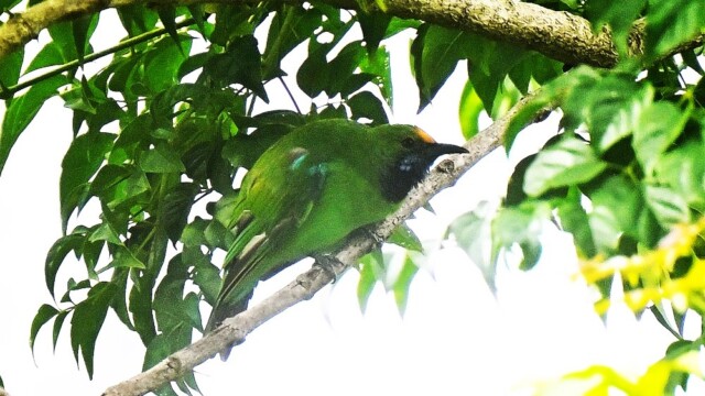Golden-fronted leafbird / Thailand  – Chloropsis aurifrons © Trausti Baldursson Golden-fronted leafbird / Thailand – Chloropsis aurifrons © Trausti Baldursson