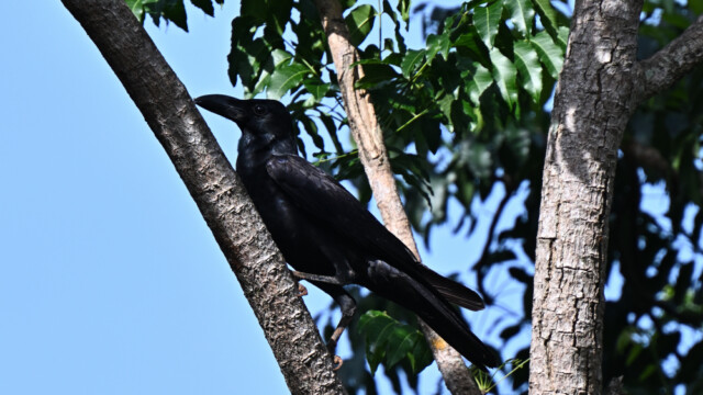 Large-billed crow / Thailand – Corvus macrorhynchos © Trausti Baldursson Large-billed crow / Thailand – Corvus macrorhynchos © Trausti Baldursson