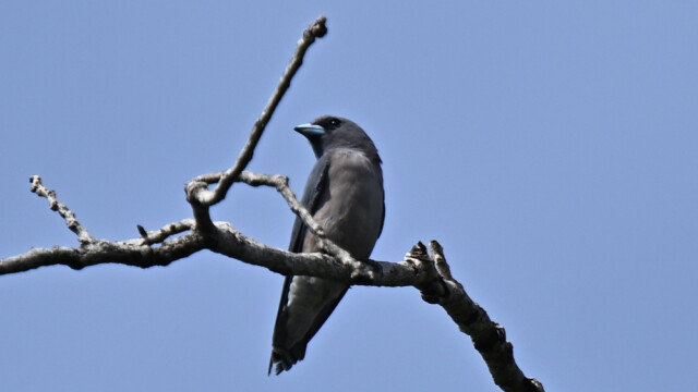 Ashy Woodswallow / Thailand – Artamus fuscus © Trausti Baldursson Ashy Woodswallow / Thailand – Artamus fuscus © Trausti Baldursson
