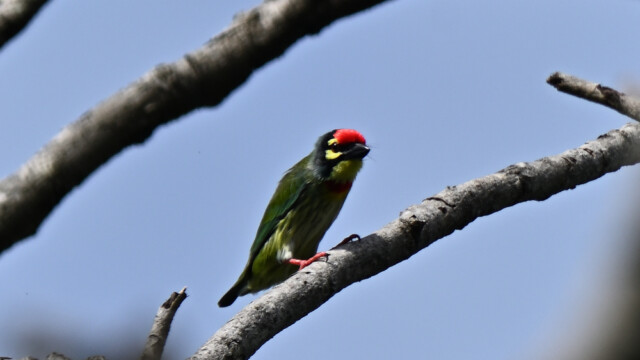 Coppersmith Barbet / Thailand - Psilopogon haemacephalus © Trausti Baldursson Coppersmith Barbet / Thailand - Psilopogon haemacephalus © Trausti Baldursson