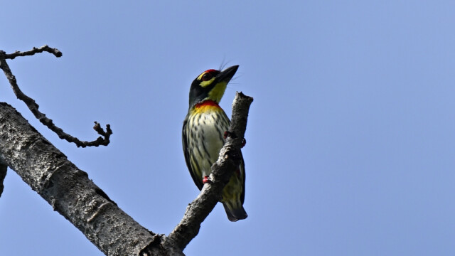 Coppersmith Barbet / Thailand - Psilopogon haemacephalus © Trausti Baldursson Coppersmith Barbet / Thailand - Psilopogon haemacephalus © Trausti Baldursson