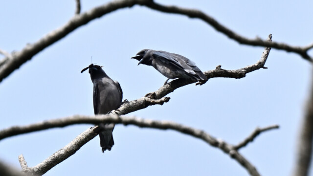 Ashy Woodswallow / Thailand  – Artamus fuscus © Trausti Baldursson Ashy Woodswallow / Thailand – Artamus fuscus © Trausti Baldursson