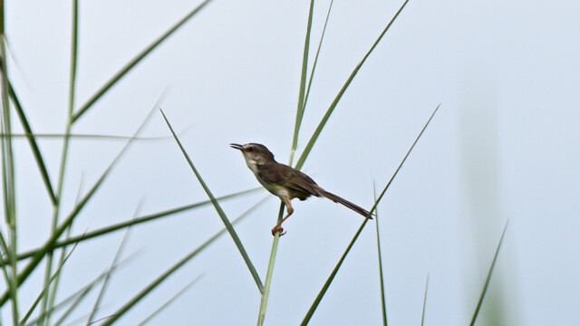Plain prinia / Thailand – Prinia inornata © Trausti Baldursson Plain prinia / Thailand – Prinia inornata © Trausti Baldursson