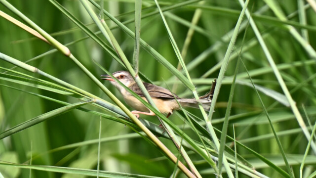 Plain prinia / Thailand  – Prinia inornata © Trausti Baldursson Plain prinia / Thailand – Prinia inornata © Trausti Baldursson