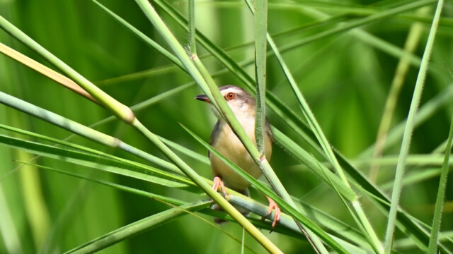 Plain prinia / Thailand  – Prinia inornata © Trausti Baldursson Plain prinia / Thailand – Prinia inornata © Trausti Baldursson