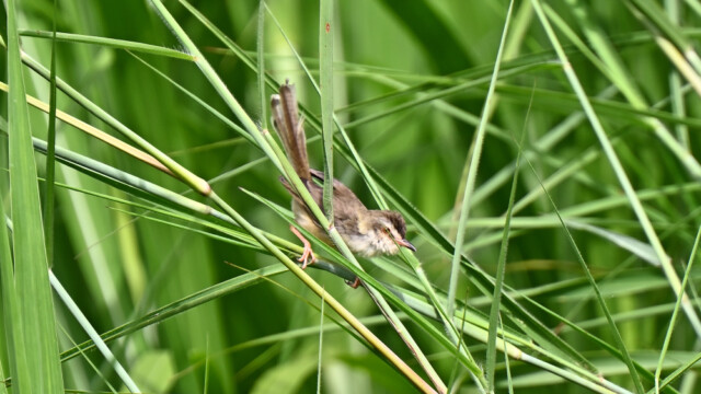 Plain prinia / Thailand  – Prinia inornata © Trausti Baldursson Plain prinia / Thailand – Prinia inornata © Trausti Baldursson