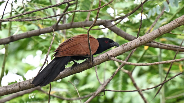 Greater coucal / Thailand  – Centropus sinensis © Trausti Baldursson Greater coucal / Thailand – Centropus sinensis © Trausti Baldursson