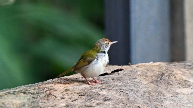 Common tailorbird / Thailand  – Orthotomus sutorius © Trausti Baldursson Common tailorbird / Thailand – Orthotomus sutorius © Trausti Baldursson