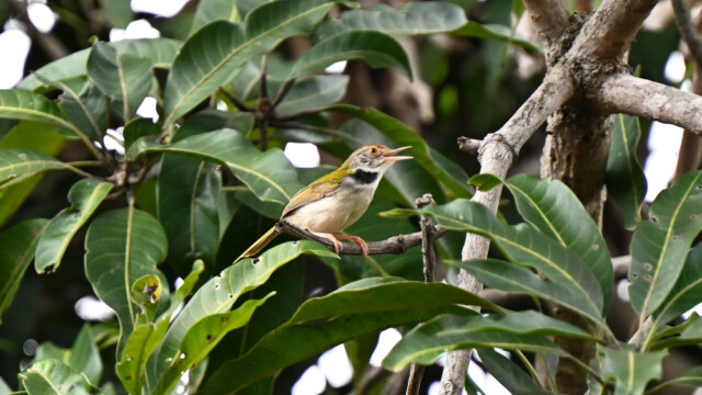 Common tailorbird / Thailand  – Orthotomus sutorius © Trausti Baldursson Common tailorbird / Thailand – Orthotomus sutorius © Trausti Baldursson