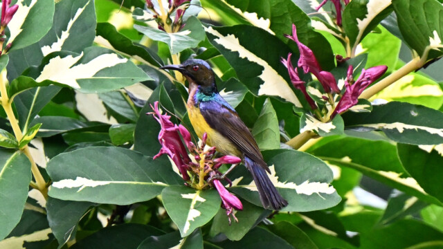 Brown-throated sunbird / Thailand  – Anthreptes malacensis © Trausti Baldursson Brown-throated sunbird / Thailand – Anthreptes malacensis © Trausti Baldursson