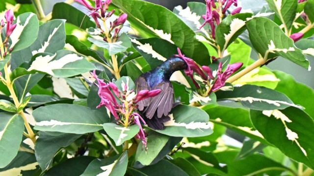 Brown-throated sunbird / Thailand  – Anthreptes malacensis © Trausti Baldursson Brown-throated sunbird / Thailand – Anthreptes malacensis © Trausti Baldursson