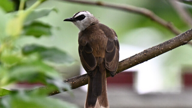 Yellow-vented bulbul / Thailand – Pycnonotus goiavier © Trausti Baldursson Yellow-vented bulbul / Thailand – Pycnonotus goiavier © Trausti Baldursson