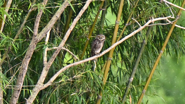 Spotted owlet / Thailand – Athene brama - © Trausti Baldursson Spotted owlet / Thailand – Athene brama - © Trausti Baldursson