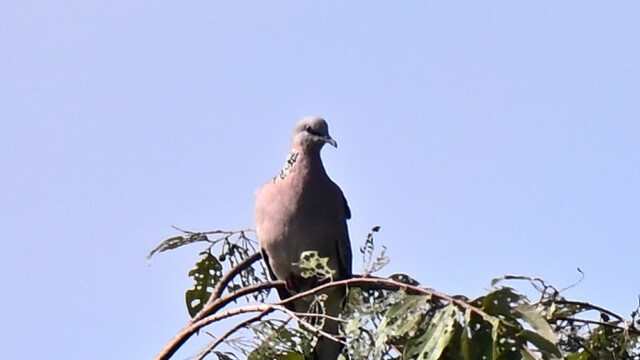 Eastern spotted dove / Thailand  – Spilopelia chinensis © Trausti Baldursson Eastern spotted dove / Thailand – Spilopelia chinensis © Trausti Baldursson