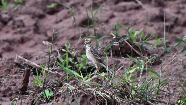 Paddyfield pipit / Thailand  –  Anthus rufulus © Trausti Baldursson Paddyfield pipit / Thailand – Anthus rufulus © Trausti Baldursson