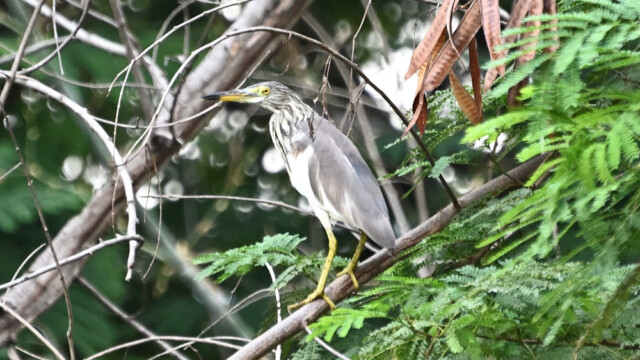 Javan or Chinese pond heron / Thailand – Ardeola speciosa / Ardeola bacchus © Trausti Baldursson Javan or Chinese pond heron / Thailand – Ardeola speciosa / Ardeola bacchus © Trausti Baldursson
