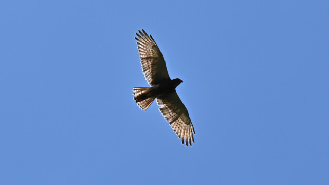 Rufous-winged Buzzard / Thailand – Butastur liventer © Trausti Baldursson Rufous-winged Buzzard / Thailand – Butastur liventer © Trausti Baldursson