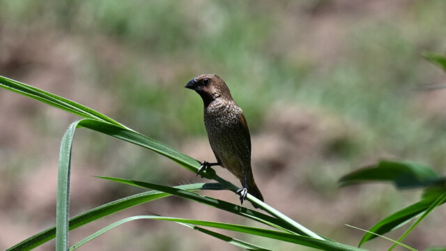 Scaly-breasted munia / Thailand  – lonchura punctulata © Trausti Baldursson Scaly-breasted munia / Thailand – lonchura punctulata © Trausti Baldursson