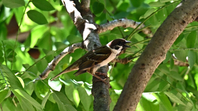 Eurasian tree sparrow / Thailand – Psser montanus © Trausti Baldursson Eurasian tree sparrow / Thailand – Psser montanus © Trausti Baldursson