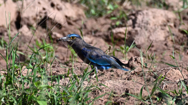 Indochinese roller / Thailand – Coracias affinis © Trausti Baldursson Indochinese roller / Thailand – Coracias affinis © Trausti Baldursson