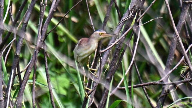 Yellow bittern / Thailand  – Ixobrychus sinensis © Trausti Baldursson Yellow bittern / Thailand – Ixobrychus sinensis © Trausti Baldursson