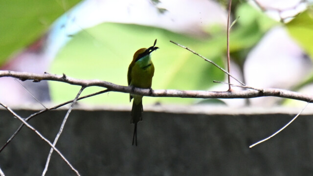 Green bee-eater / Thailand – Merops orientalis © Trausti Baldursson Green bee-eater / Thailand – Merops orientalis © Trausti Baldursson