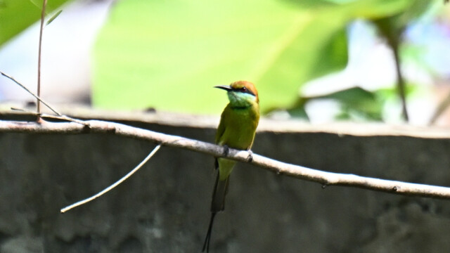Green bee-eater / Thailand – Merops orientalis © Trausti Baldursson Green bee-eater / Thailand – Merops orientalis © Trausti Baldursson