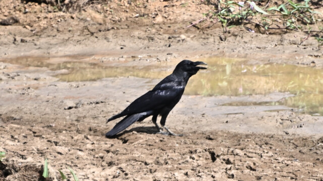 Large-billed crow / Thailand – Corvus macrorhynchos © Trausti Baldursson Large-billed crow / Thailand – Corvus macrorhynchos © Trausti Baldursson
