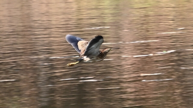 Yellow bittern / Thailand  – Ixobrychus sinensis © Trausti Baldursson Yellow bittern / Thailand – Ixobrychus sinensis © Trausti Baldursson