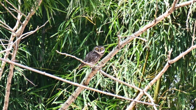 Spotted owlet / Thailand – Athene brama - © Trausti Baldursson Spotted owlet / Thailand – Athene brama - © Trausti Baldursson