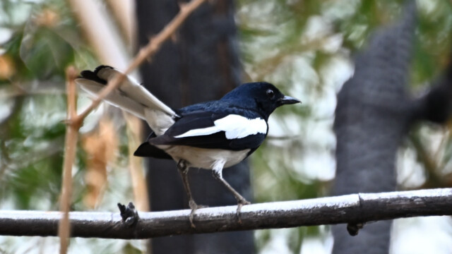 Oriental-magpie robin / Thailand  – Copsychus saularis © Trausti Baldursson Oriental-magpie robin / Thailand – Copsychus saularis © Trausti Baldursson