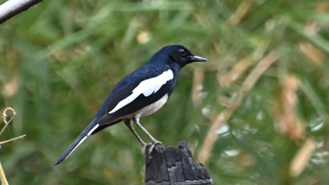Oriental-magpie robin / Thailand – Copsychus saularis © Trausti Baldursson Oriental-magpie robin / Thailand – Copsychus saularis © Trausti Baldursson