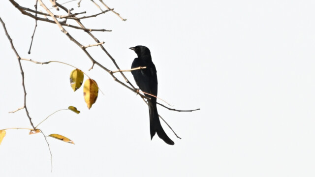 Black Drongo - Dicrurus macrocercus / Thailand  – Dicrurus macrocercus © Trausti Baldursson Black Drongo - Dicrurus macrocercus / Thailand – Dicrurus macrocercus © Trausti Baldursson