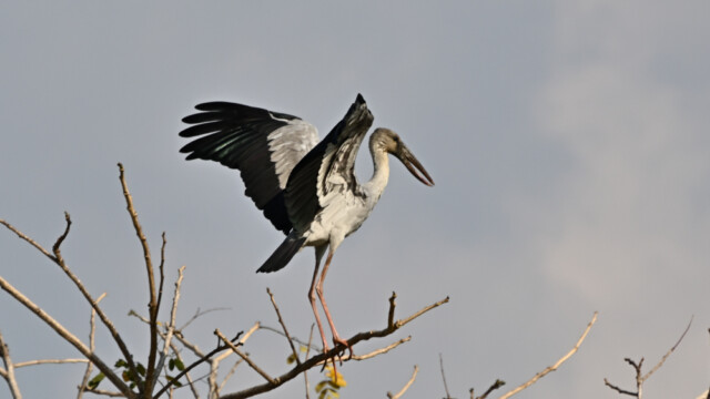 Asian openbill / Thailand  – Anastomus oscitans © Trausti Baldursson Asian openbill / Thailand – Anastomus oscitans © Trausti Baldursson