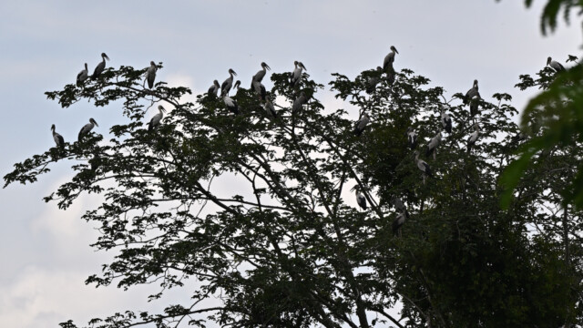 Asian openbill / Thailand  – Anastomus oscitans © Trausti Baldursson Asian openbill / Thailand – Anastomus oscitans © Trausti Baldursson