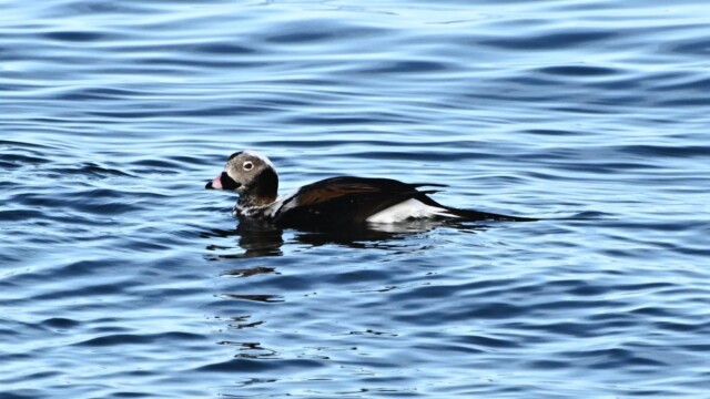 Hávella - Clangula hyemalis © Trausti Baldursson Hávella - Clangula hyemalis © Trausti Baldursson