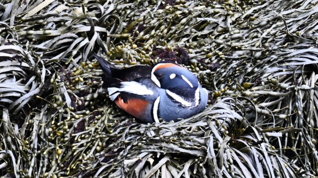 Straumönd - Histrionicus histrionicus © Trausti Baldursson Straumönd - Histrionicus histrionicus © Trausti Baldursson