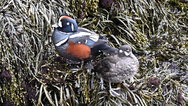 Straumönd - Histrionicus histrionicus © Trausti Baldursson Straumönd - Histrionicus histrionicus © Trausti Baldursson