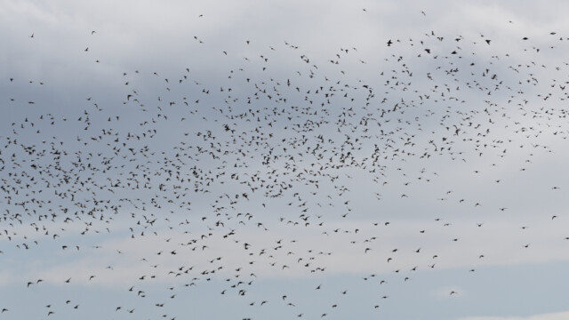 Rauðbrystingur - Calidris canutus © Trausti Baldursson Rauðbrystingur - Calidris canutus © Trausti Baldursson