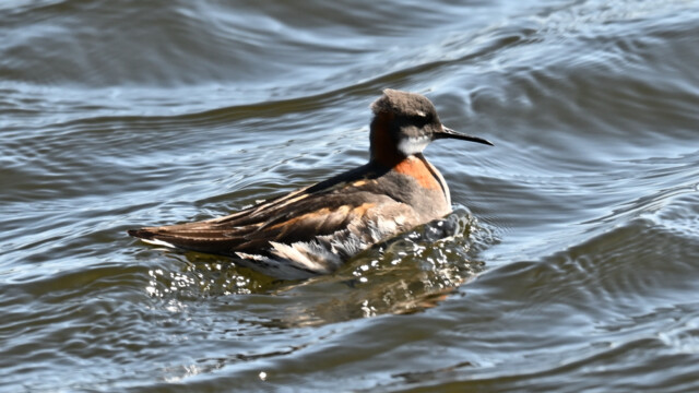 Óðinshani - Phalaropus lobatus © Trausti Baldursson Óðinshani - Phalaropus lobatus © Trausti Baldursson