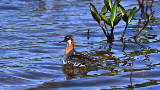 Óðinshani - Phalaropus lobatus © Trausti Baldursson Óðinshani - Phalaropus lobatus © Trausti Baldursson