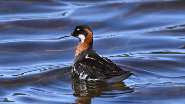 Óðinshani - Phalaropus lobatus © Trausti Baldursson Óðinshani - Phalaropus lobatus © Trausti Baldursson