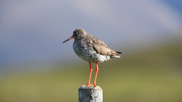 Stelkur - Tringa totanus © Trausti Baldursson Stelkur - Tringa totanus © Trausti Baldursson