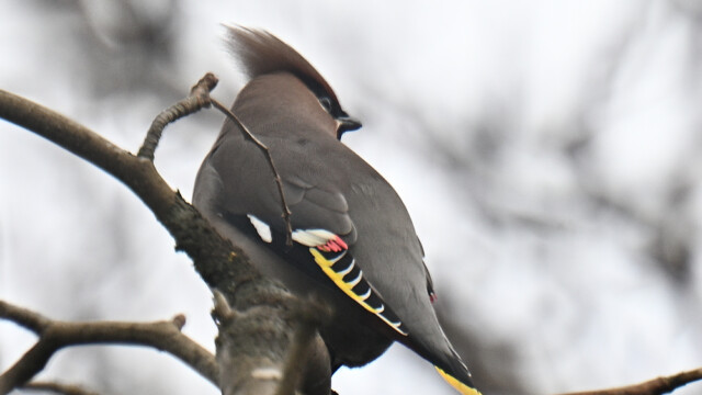 Silkitoppa - Bombycilla garrulus © Trausti Baldursson Silkitoppa - Bombycilla garrulus © Trausti Baldursson
