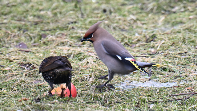Silkitoppa - Bombycilla garrulus © Trausti Baldursson Silkitoppa - Bombycilla garrulus © Trausti Baldursson